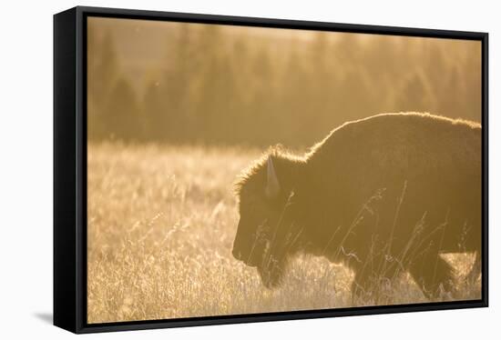 American Bison In Grand Teton National Park At Sunset-Liam Doran-Framed Stretched Canvas