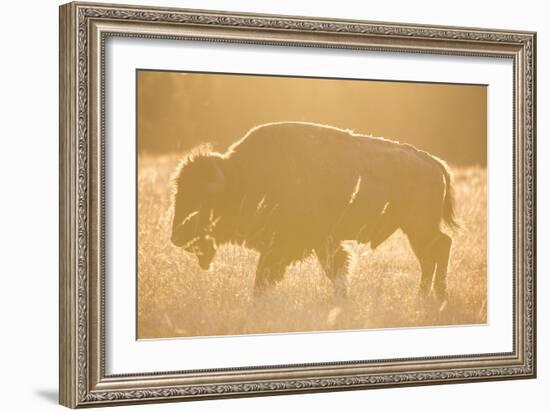 American Bison In Grand Teton National Park At Sunset-Liam Doran-Framed Photographic Print