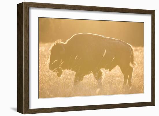 American Bison In Grand Teton National Park At Sunset-Liam Doran-Framed Photographic Print