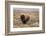 American Bison in sagebrush meadow. Grand Teton National Park-Adam Jones-Framed Photographic Print