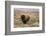 American Bison in sagebrush meadow. Grand Teton National Park-Adam Jones-Framed Photographic Print