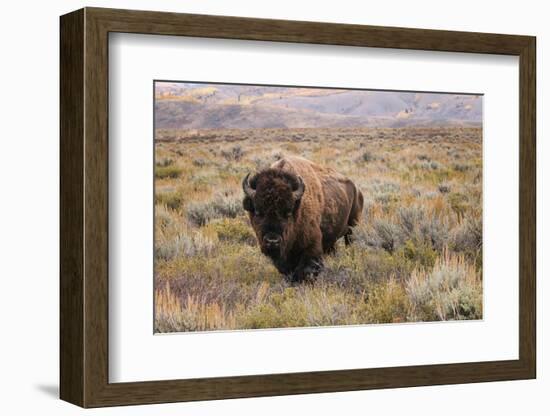 American Bison in sagebrush meadow. Grand Teton National Park-Adam Jones-Framed Photographic Print