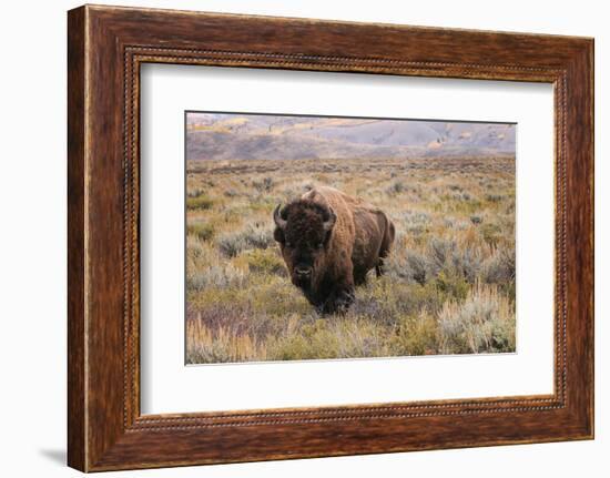 American Bison in sagebrush meadow. Grand Teton National Park-Adam Jones-Framed Photographic Print