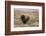 American Bison in sagebrush meadow. Grand Teton National Park-Adam Jones-Framed Photographic Print