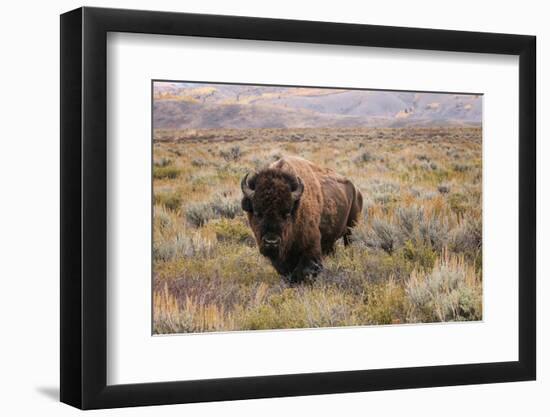 American Bison in sagebrush meadow. Grand Teton National Park-Adam Jones-Framed Photographic Print