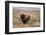 American Bison in sagebrush meadow. Grand Teton National Park-Adam Jones-Framed Photographic Print