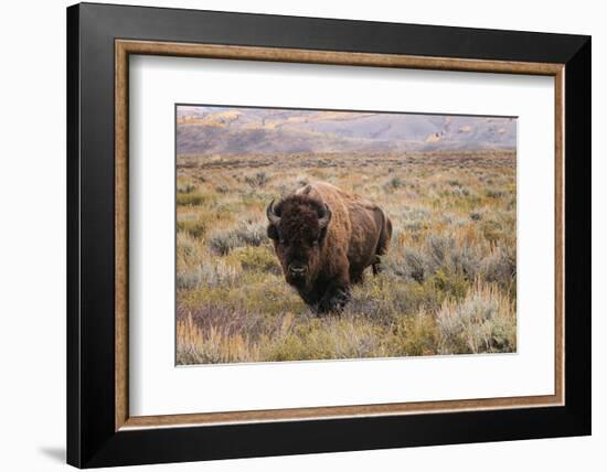 American Bison in sagebrush meadow. Grand Teton National Park-Adam Jones-Framed Photographic Print