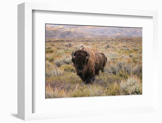 American Bison in sagebrush meadow. Grand Teton National Park-Adam Jones-Framed Photographic Print