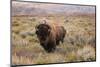 American Bison in sagebrush meadow. Grand Teton National Park-Adam Jones-Mounted Photographic Print