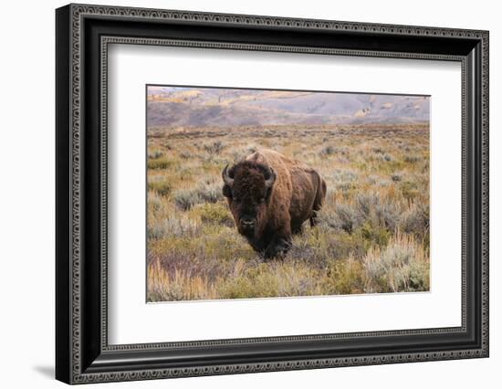 American Bison in sagebrush meadow. Grand Teton National Park-Adam Jones-Framed Photographic Print