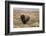 American Bison in sagebrush meadow. Grand Teton National Park-Adam Jones-Framed Photographic Print