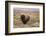 American Bison in sagebrush meadow. Grand Teton National Park-Adam Jones-Framed Photographic Print