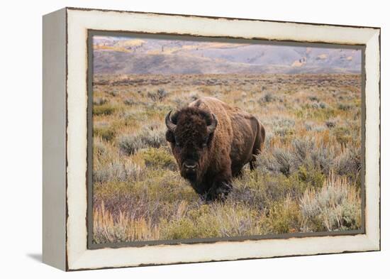 American Bison in sagebrush meadow. Grand Teton National Park-Adam Jones-Framed Premier Image Canvas