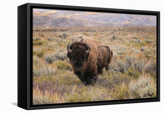 American Bison in sagebrush meadow. Grand Teton National Park-Adam Jones-Framed Premier Image Canvas