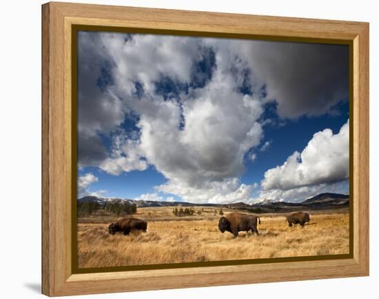 American Bison in Yellowstone National Park, Wyoming.-null-Framed Premier Image Canvas