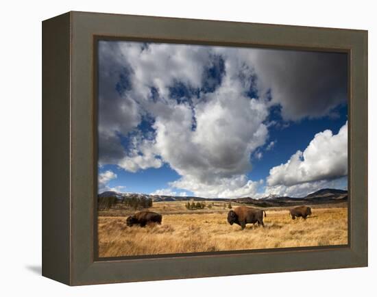 American Bison in Yellowstone National Park, Wyoming.-null-Framed Premier Image Canvas