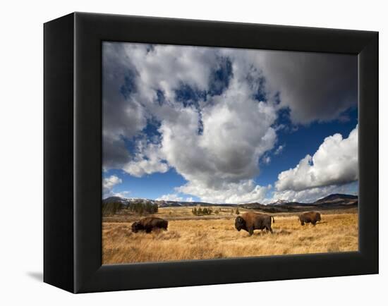 American Bison in Yellowstone National Park, Wyoming.-null-Framed Premier Image Canvas