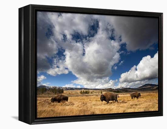 American Bison in Yellowstone National Park, Wyoming.-null-Framed Premier Image Canvas