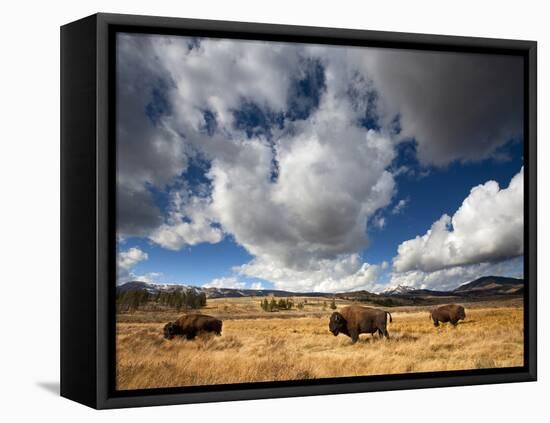 American Bison in Yellowstone National Park, Wyoming.-null-Framed Premier Image Canvas