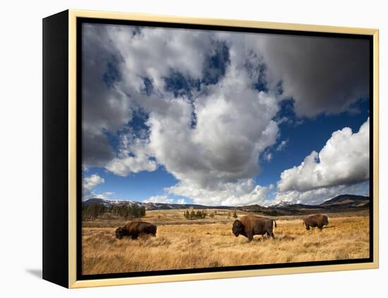 American Bison in Yellowstone National Park, Wyoming.-null-Framed Premier Image Canvas