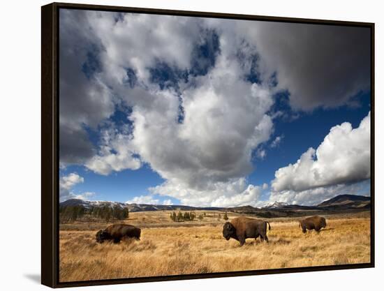 American Bison in Yellowstone National Park, Wyoming.-null-Framed Premier Image Canvas