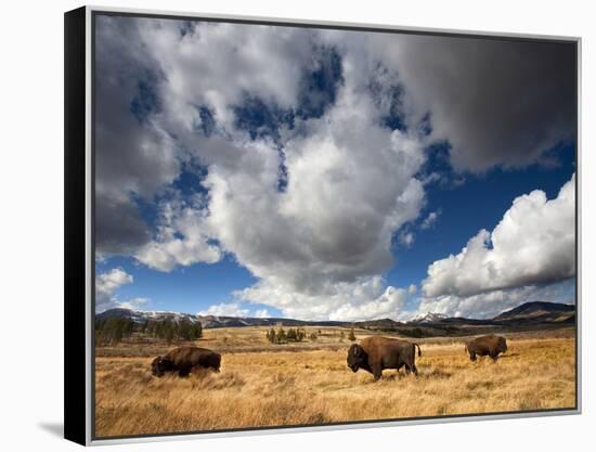 American Bison in Yellowstone National Park, Wyoming.-null-Framed Premier Image Canvas