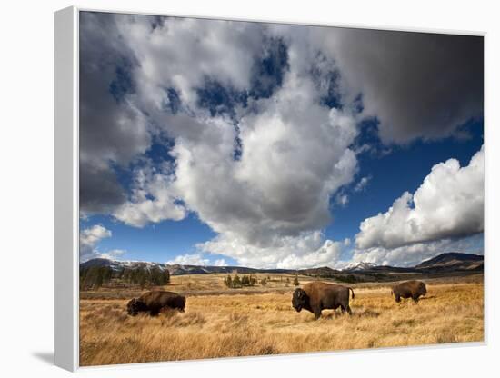 American Bison in Yellowstone National Park, Wyoming.-null-Framed Premier Image Canvas