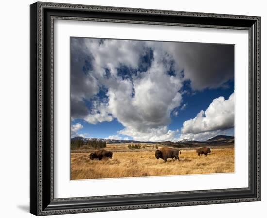 American Bison in Yellowstone National Park, Wyoming.-null-Framed Premium Photographic Print