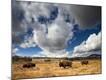 Premium Photographic Print