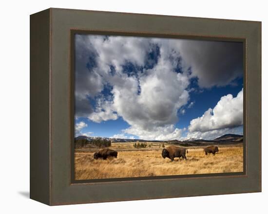 American Bison in Yellowstone National Park, Wyoming.-null-Framed Premier Image Canvas