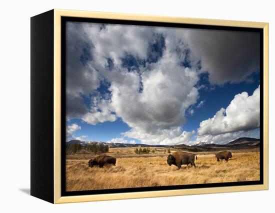 American Bison in Yellowstone National Park, Wyoming.-null-Framed Premier Image Canvas