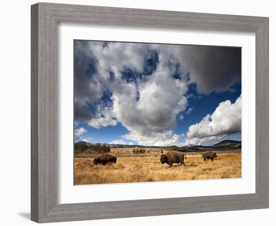 American Bison in Yellowstone National Park, Wyoming.-null-Framed Photographic Print