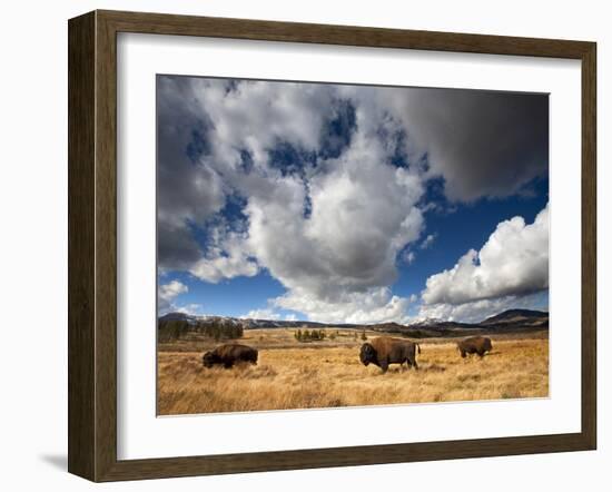 American Bison in Yellowstone National Park, Wyoming.-null-Framed Photographic Print
