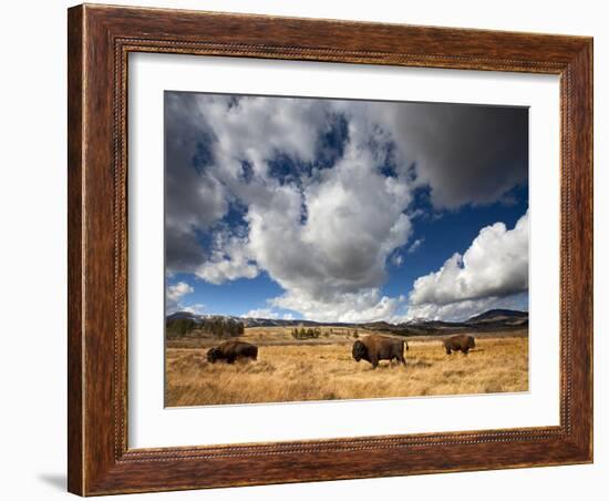 American Bison in Yellowstone National Park, Wyoming.-null-Framed Photographic Print