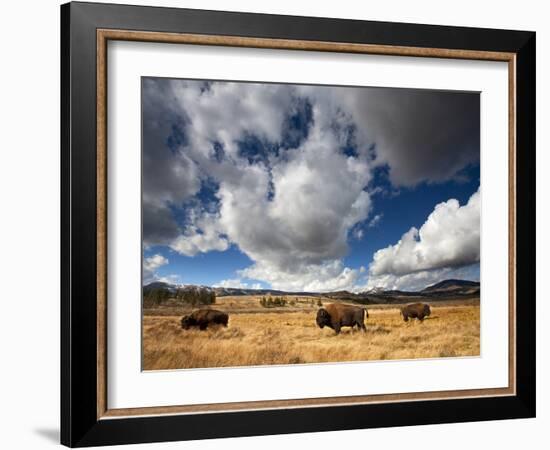 American Bison in Yellowstone National Park, Wyoming.-null-Framed Photographic Print