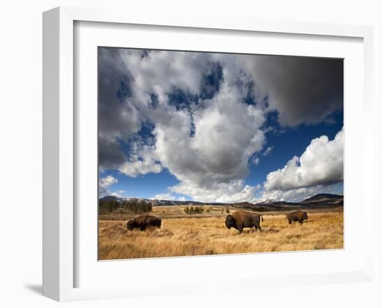 American Bison in Yellowstone National Park, Wyoming.-null-Framed Photographic Print