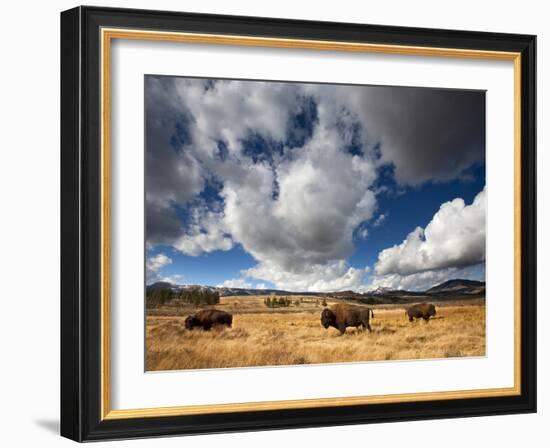 American Bison in Yellowstone National Park, Wyoming.-null-Framed Photographic Print