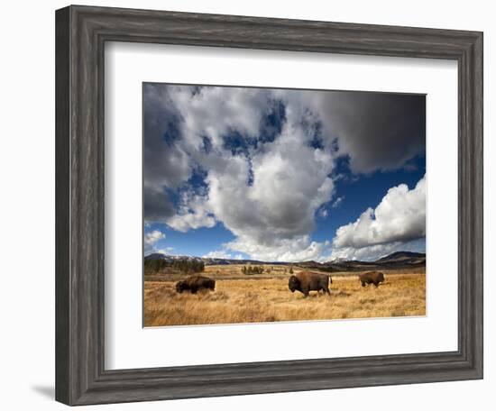 American Bison in Yellowstone National Park, Wyoming.-null-Framed Photographic Print