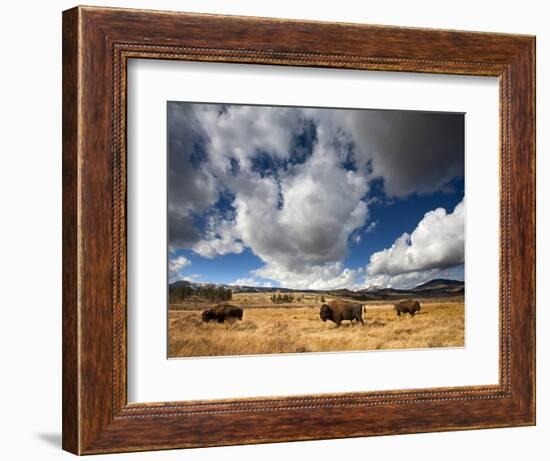 American Bison in Yellowstone National Park, Wyoming.--Framed Photographic Print