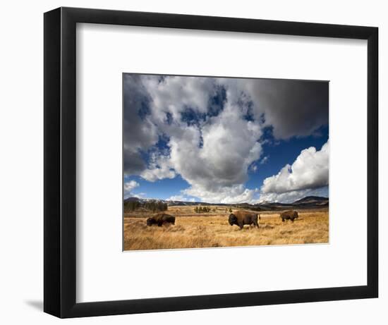 American Bison in Yellowstone National Park, Wyoming.-null-Framed Photographic Print