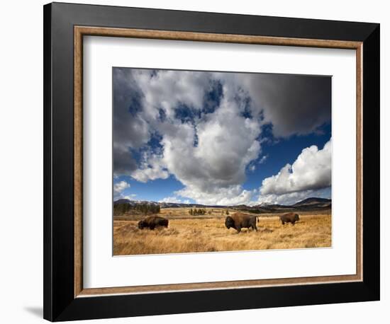 American Bison in Yellowstone National Park, Wyoming.-null-Framed Photographic Print