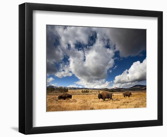 American Bison in Yellowstone National Park, Wyoming.-null-Framed Photographic Print