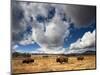 American Bison in Yellowstone National Park, Wyoming.-null-Mounted Photographic Print