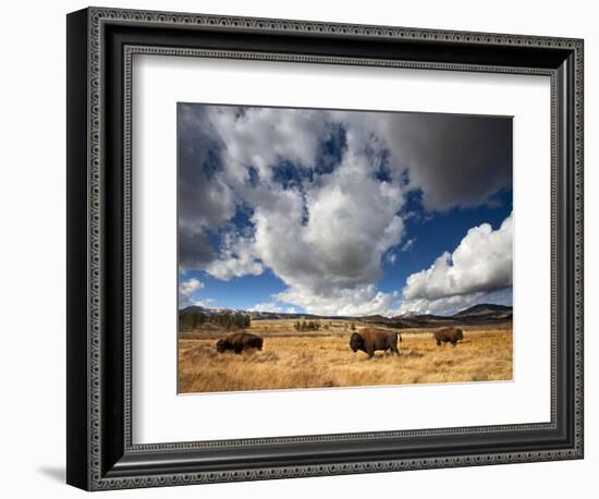 American Bison in Yellowstone National Park, Wyoming.-null-Framed Photographic Print