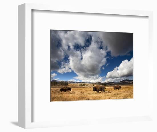 American Bison in Yellowstone National Park, Wyoming.-null-Framed Photographic Print