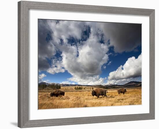 American Bison in Yellowstone National Park, Wyoming.-null-Framed Photographic Print