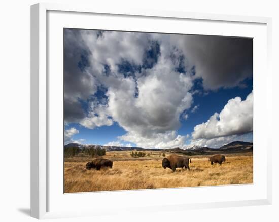 American Bison in Yellowstone National Park, Wyoming.-null-Framed Photographic Print