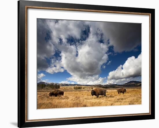 American Bison in Yellowstone National Park, Wyoming.-null-Framed Photographic Print