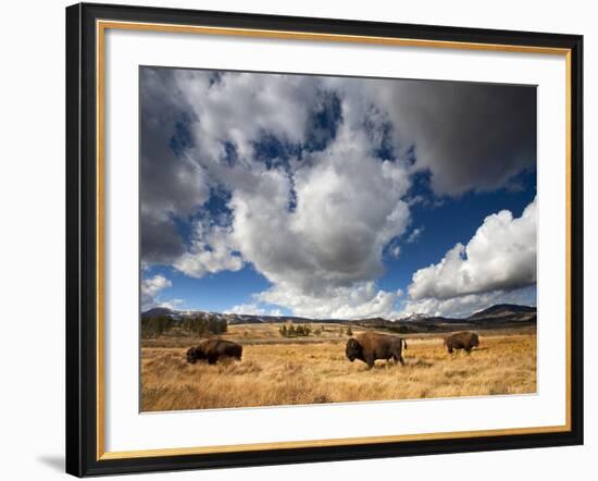 American Bison in Yellowstone National Park, Wyoming.-null-Framed Photographic Print