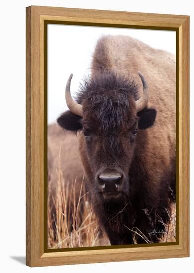 American Bison IV-Debra Van Swearingen-Framed Premier Image Canvas